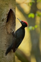 Datel cerny - Dryocopus martius - Black Woodpecker 1963